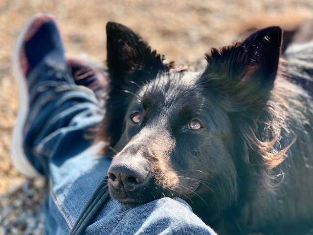 5-cosas-que-no-sabes-de-los-perros