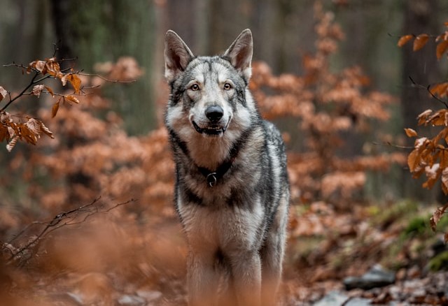 5-cosas-que-no-sabes-de-los-perros