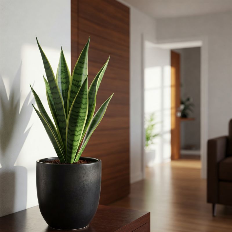 5-plantas-sper-fciles-de-cuidar