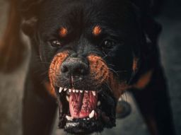 las-5-razas-de-perros-ms-peligrosas